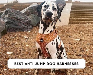 The 5 Best Anti-Jump Dog Harnesses! - We Love Doodles