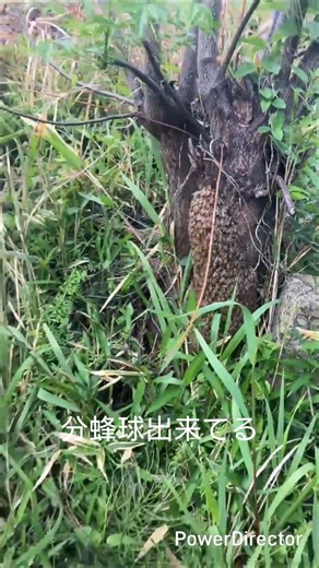 日本ミツバチ分蜂球 #養蜂 #アウトドア #日本ミツバチ #ニホンミツバチ#diy #巣箱