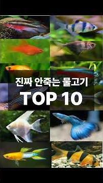 Top 10 Easy-to-Keep Fish