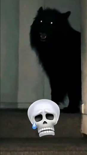 Top 5 Dog Breeds in the World 🐶🔥