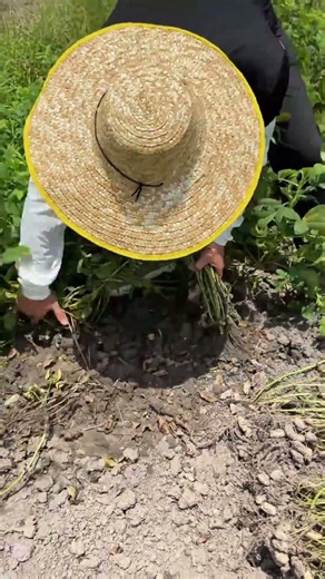 落花生収穫のメカニズム：正確な引き抜き技術 | 땅콩 수확의 정석: 정밀한 발취 기술