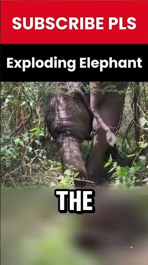 A Dramatic Rescue: Elephant's Swollen Leg Near Explosion!