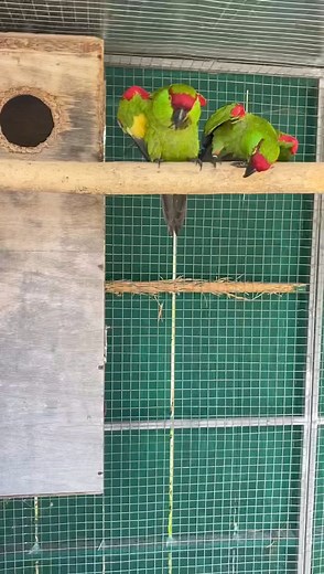 ⭕️ Save Help and Protect Endangered Parrots.. 🔴 The Thick-Billed Parrot (Rhynchopsitta pachyrhyncha) is a medium-sized parrot endemic to Mexico that formerly ranged into the southwestern United States. Its position in parrot phylogeny is the subject of ongoing discussion. it is sometimes referred to as thick-billed macaw or thick-billed conure. In Mexico, it is locally called guacamaya ("macaw") or cotorra serrana ("mountain parrot"). Classified internationally as Endangered through IUCN 🔴 Con