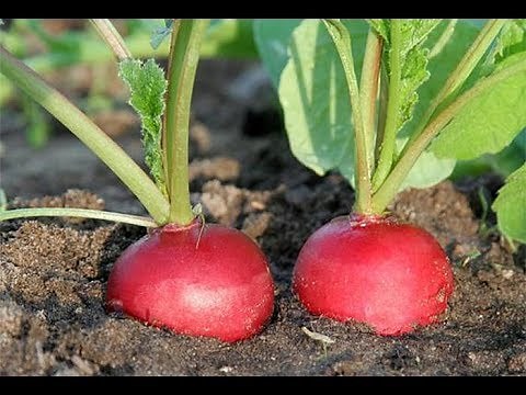 COMMENT SEMER ET CULTIVER LES RADIS