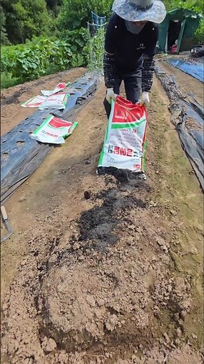 Planting Autumn Vegetables Where Peanuts Were Harvested #EasierWayToSpreadFertilizer #GardenOwner...