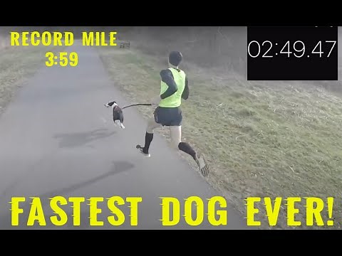 World's Fastest Dog Walk | 3:59 Mile