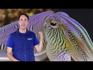 Fast Ocean Facts — Weird and Wonderful Cuttlefish Eyes