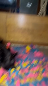 Meanwhile, down on Jack and Erin’s farm, Princess Nora and the piggy duo of Cleo and Ruby are learning to peacefully coexist…even when Nora invades their “snuffle mat”. | Mark Henry