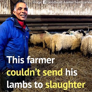 After 47 years of farming, the emotional toll had become too much... so instead of driving his lambs to a slaughterhouse, this farmer took them to a sanctuary instead. 💕 | Animals Australia