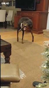 "I leave him alone for two minutes..." 😂😂 | UNILAD