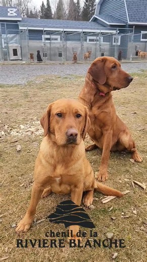 Et oui, un autre accouplement a eu lieu à La Rivière Blanche! Nous vous présentons le dernier couple de l'année. Riveblanche Di-Rafale et Terre-Neuve GPB Dupoilauvent nous attendons des chiots Redfox à la mi-avril et ils seront prêts pour leurs familles vers la mi-juin. #lab #eleveurcanin #labrador #foxred #redfoxlab #chiendetravail | Labrador Chenil De La Rivière Blanche Inc.