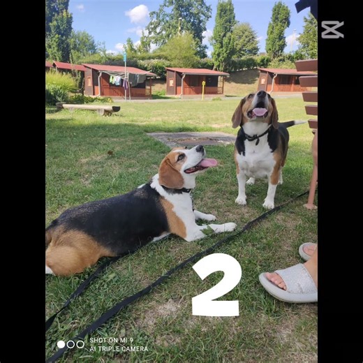 beagle♥️