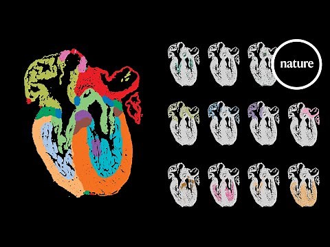 Building a heart atlas