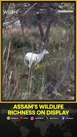 Rare Albino Hog Deer Spotted in Kaziranga | Assam’s Wildlife Treasure | WION SHORTS