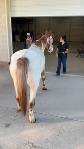 Arnie has safely made it to the vet hospital. We discovered Arnie, almost fully blind and extremely underweight, sitting in a kill pen, scheduled to ship to Mexico in just two days. I was hoping that was the last of his struggles. But our vets found a large abscess in his pectoral region, along with several down his legs, cellulitis in his front left leg, a fever of over 103 and sheath swelling. What we believe to be Pigeon fever. Given that Arnie is blind, I can't imagine how scary the unknown 