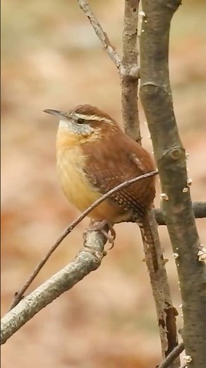 Tiny Bird, Big Voice The Beautiful Carolina Wren’s Fall Concert!