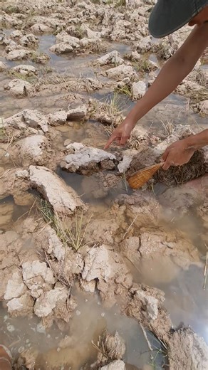 Best Dry Season Fond Betta Fish 🐟💕 #beautifulfish🐠😍 #bettafish #fishing | Hoodfishing_entertainment