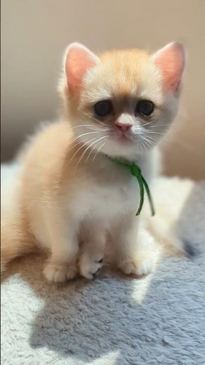 British shorthair Gold Black Chinchilla 😺 #britishshorthair #котики #cat #cute #moldova #chinchilla