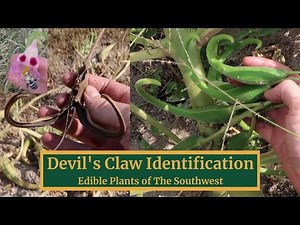 Devil's Claw- Where to Find, How to Identify, Edible Uses