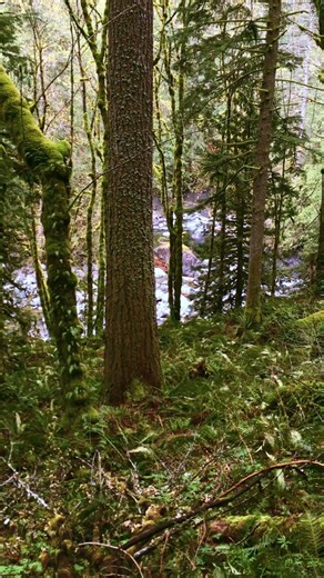 Springtime Snoqualmie River | Mossy Forest | Twin Falls Trail | Washington #forest #nature #river