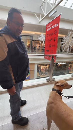 1.6K views · 113 reactions | Visionworks! #visionworks | Midwest Greyhound Adoption | Facebook