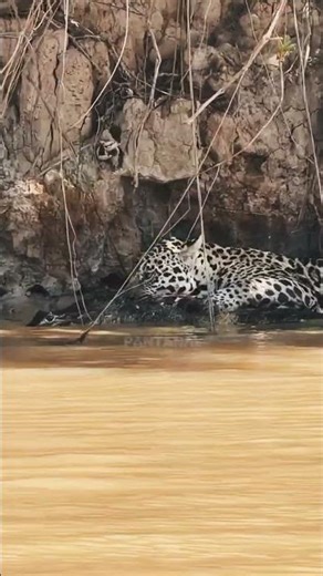 Jaguar Hunting Black Caiman in the Pantanal | Raw Wildlife Moment