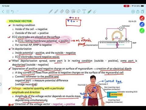 Basics of ECG | ECG Leads | Einthoben Law | Heart Rate Calculation | Phases of ECG | CVS Physiology