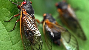 2021 cicada emergence a 'generational event' in Cincinnati, Northern Kentucky
