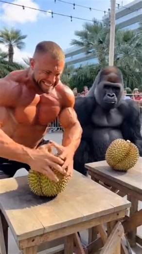 27M views · 285K reactions | 轢 Bodybuilder gives 100% and fails, but the King does it with ONE HAND! 勞 #gorilla #bodybuildervsgorilla #challenge #gym #amazinganimals #strength #animals #unbelievable #Amazing | Jnim World | Facebook
