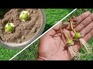 How to Grow Red Roses From Buds With Banana 100% Success || Red Rose