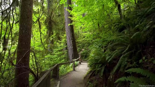 Explore Hoh Rain Forest – Olympic National Park’s Lush Green Gem (4K)