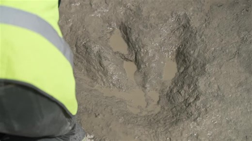 Jurassic highway: Hundreds of dinosaur footprints found in UK quarry