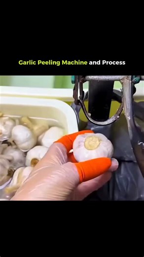 Mark Lenox on Instagram: "The post features a 22-second clip showing manual garlic peeling in a commercial setup. Workers wearing orange gloves use a clamp-style tool to quickly loosen the skins and separate clean cloves with minimal waste. The process looks oddly satisfying and far more efficient than peeling by hand. Viewers respond with a mix of curiosity and caution. Some share home hacks or ask whether soaking the garlic beforehand makes it easier, while one comment raises a red flag about