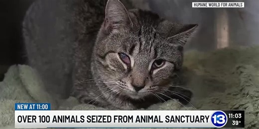 Over 100 animals seized from animal sanctuary