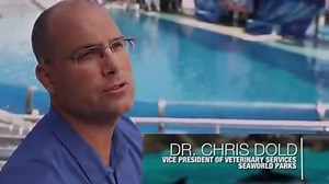 36K views · 1.6K reactions | Blue World Project Update: Watch how SeaWorld is set to transform its killer whale habitat in San Diego. | SeaWorld | Facebook