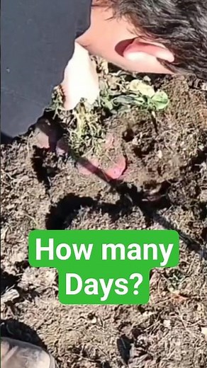 How long to grow Store Bought Potatoes?