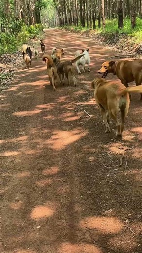 เด็กบ้านสวนอดีตมาหมาจรมารับแม่ #animallife #หมาจร #dog