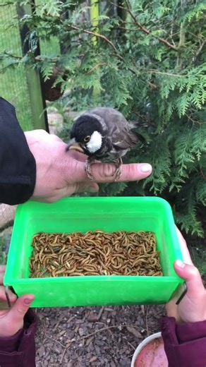 Iraqi Bulbul | White Eared Bulbul in Bird Aviary