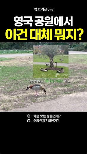 이거 오리 맞나요? 영국에서 처음 봤습니다🇬🇧