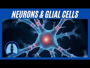 Neurons & Glial Cells