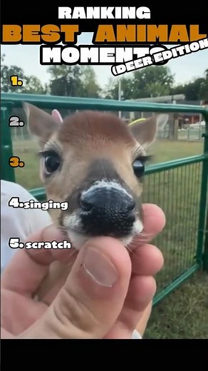 Ranking FUNNIEST DEER moments 😂🦌