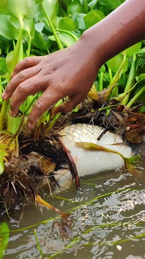 8.8K views · 35 reactions | Ded fishing video.#fishing #fish #video | The Fishing | Facebook