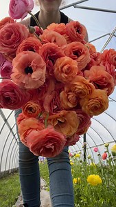 Ranunculus are here! The flower I look forward to every single spring! Also known as ‘the rose of spring’ they have a faint pleasant smell, but a long vase life! These gorgeous flowers easily last two weeks (sometimes longer) and just look more and more beautiful as they age! I plant a lot of successions so I can enjoy as long as possible and often have them blooming into June. . . : : . . #ranunculus #flowers #harvest #urbanfarming #flowerfarmer #bouquets #flowerfarm #cottagegarden #spring #exp