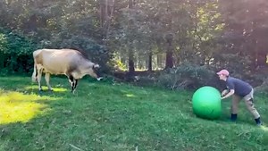 Cows love to play! Did you know that almost all types of play associated with dogs and cats can be observed in cows? Hope Cow, and her herd, enjoy playing with balls, bucking, galloping, and play-fighting. We rescued Hope, who's currently pregnant, from the dairy industry. She lived in a mud pit with no access to dry ground or shelter. Now she will live a full life surrounded by her family ( 1 in December) and friends | Pasado's Safe Haven