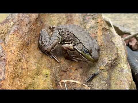 Friendly Green Frog Eats a Bug After Emerging from Winter - Amazing Close-Up Footage! 🦟 🐸
