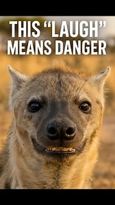 161K views · 1.8K reactions | This “Laugh” Means Real Danger | 3 Hyena Facts You Didn’t Know #wildlife #animalfacts #DidYouKnow | Weinspirefacts | Facebook
