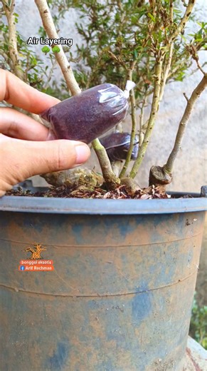 Arif Rochman | plant cultivation with unique methods #bonsaitree #bonsai #fblifestyle | Instagram