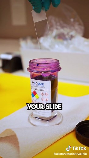 How to Perform Ear Cytology Staining for Veterinary Procedures