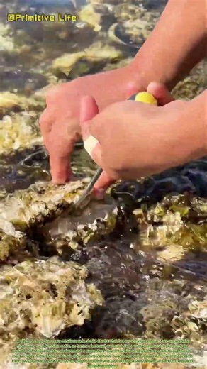 Récolte côtière : ouvrir des huîtres fraîches au bord de l'eau