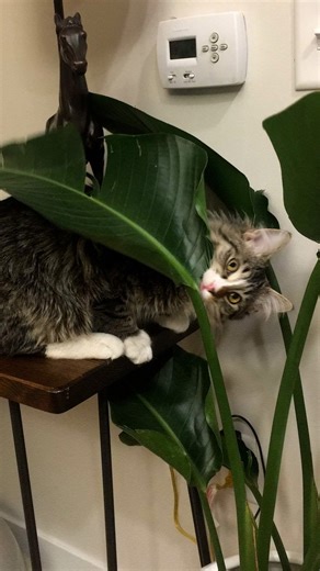 Cat who keeps destroying his dad's apartment gets a kitten brother — who grows up to be a terror! 😹 | The Dodo